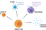 The power of T-cells and how they battle coronavirus