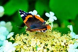 A vibrant butterfly with black, orange, and blue wings rests delicately on a cluster of pale yellow flowers, surrounded by soft white blossoms. The background is lush green, creating a contrast that highlights the butterfly’s intricate wing patterns. The butterfly’s antennae extend forward as it feeds, embodying the beauty and renewal of spring.