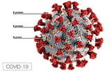 On COVID-19: Fight Back. How does human immune system work to defend, tag and memorize the attack?