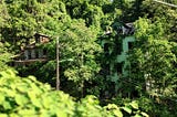 Two abandoned homes in a lush green forest with vines stretching from the windows.