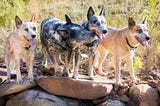 Sharing your life with an ACD (Australian Cattle Dog)