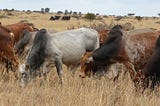 Digitisation of livestock trading in Kenya