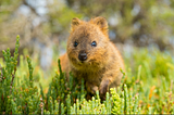 The Quokka- A Lesson in Happiness and Creativity