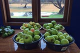 Four basins of mostly green apples, homegrown, blotchy, odd sizes. Backdrop of scene through a window of leafless trees and a pond with red boat.