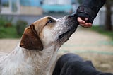 Image of a dog sniffing a persons hand with a blurred streetscape in the background.