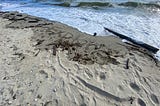 Take Me to The Sea