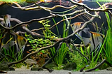 Image of a fish tank with Angel fish swimming  between branches and water grass.