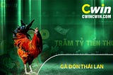 Gà Đòn Thái Lan Nguồn Gốc Gà Đòn Cách Chăm Sóc Gà