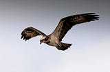 Chasing the wind of options