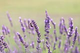Top 3 Uses for lavender you didn’t know about