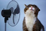 August 2022 Motivational Astrology Forecast: Your Biggest Fan!