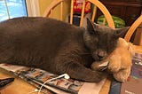 My Cat, The Walking Clock