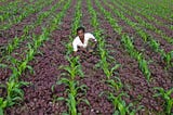 Farmer in intercropped field
