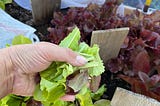 2026 Garden Update-Episode 15 of Leaf, Wing, and Sun