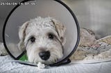 Reflections on Accompanying My Pet for Surgery — Differences Between Programmers and Doctors in…