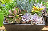 UNIQUE WAYS TO DECORATE WITH SUCCULENTS