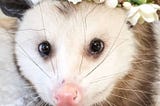Two Opossum