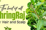 The best of all — Bhringraj for hair and scalp!