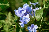 How to Place a Mouth Around Petals