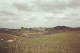 photo of a vineyard in Tuscany