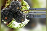 Jual Bibit Durian Duri Hitam Katingan