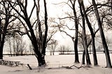 January snow and bare trees | © pockett dessert, remember