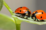 two lady bugs on a leaf