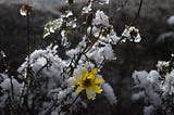 A single bright yellow flower encased in ice.