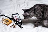 Cat checking Instagram