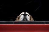 To the Truck Driver who Saved My Dog —