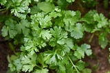 a Morsel of Science: Why Some People Find Cilantro Soapy
