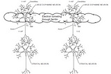 Two dopamine neurons are connected by electron tunneling through ferritin, and provide signals to striatal neurons