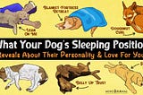 What Your Dog’s Sleeping Position Reveals About Their Personality And Love For You: QUIZ
