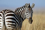 Where can you go for wildlife safari in Tanzania?