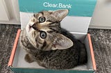 A kitten in a ClearBank branded cardboard box