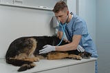 How To Write A Resume That Stands Out for Veterinary Doctor