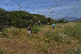 Locust plagues continue in East Africa