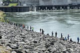 Columbia River shad migration underway