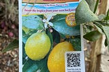 How To Read A Fruit Tree Nursery Tag