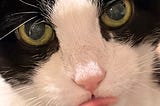 A tuxedo cat’s symmetrically marked face stares intensely into the camera, with her tongue slightly out.