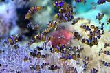 A school of clown fish with their symbiote, the sea anenome.