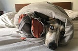 Dakota, a coyote looking dog with different colored eyes wrapped burrito-style in a thick comforter