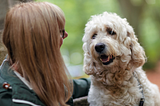 talking to your dog