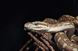 How Snakes Hunt: It Isn’t Suffocation