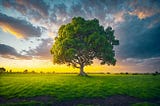 The Power of Trees: Nature’s Most Underrated Superhero
