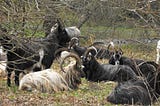 The Old Irish Goat Carries 3,000 Years Of Irish History In Its DNA