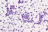 Learn About Streptococcus pyogenes — A Pathogenic Bacterium.