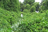 Weeding Out Invasive Plants