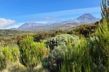 Shrubs and short trees and distant grasslands pictured in front of Kibo and Mawenzi Peaks on Mount Kilimanjaro under blue sky with some broken clouds.