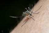 New Bed Nets Kill the Malaria Parasite in Mosquitoes